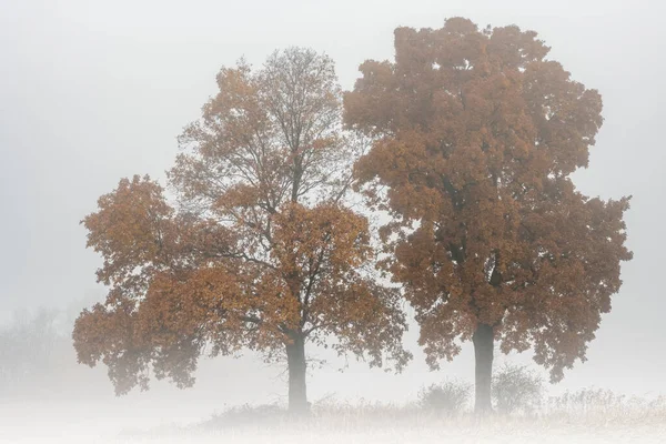 アメリカ合衆国ミシガン州霧の中の2本の木の秋の風景 — ストック写真