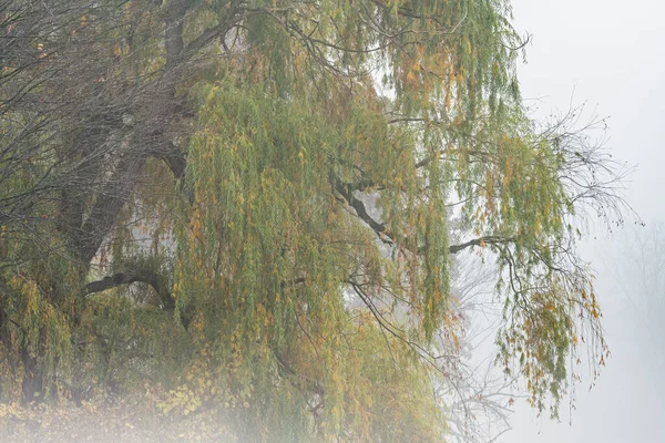 Mglisty Jesienny Krajobraz Płaczącej Wierzby Brzegu Jeziora Gun Lake Yankee — Zdjęcie stockowe