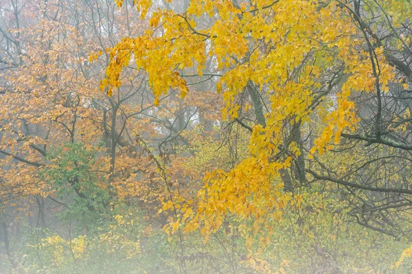 Autumn Landscape Forest Fog Barry State Game Area Michigan Usa — Stock Photo, Image