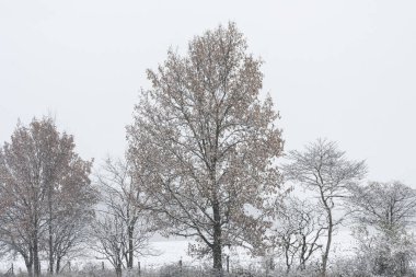 Kar yığınlarının kış manzarası, Barry State Game Area, Michigan, ABD