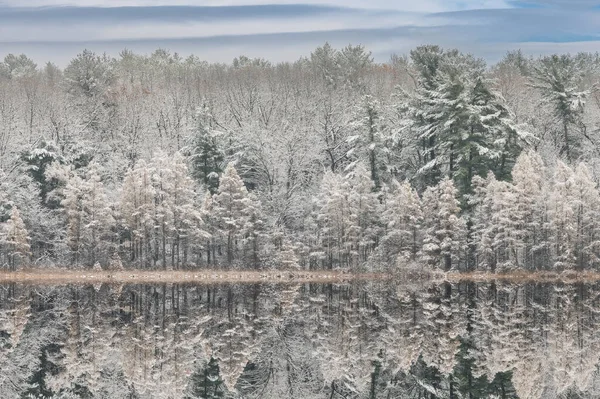 Zimowy Krajobraz Pokrytej Śniegiem Linii Brzegowej Long Lake Tamarkami Odbiciami — Zdjęcie stockowe