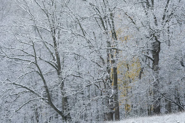 雪に囲まれた森の秋の風景 ヤンキー スプリングス州立公園 ミシガン州 アメリカ — ストック写真
