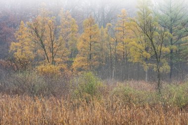 Tamarack Ormanı 'nın sonbahar manzarası ve sis bataklığı, Michigan, ABD
