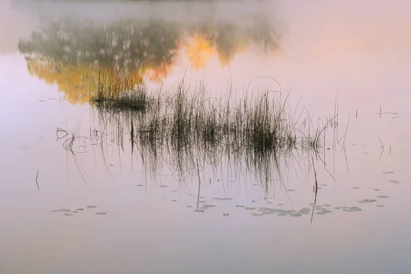 Şafak Vakti Sakin Sularda Sazlıkların Yansımaların Sonbahar Manzarası Hall Lake — Stok fotoğraf