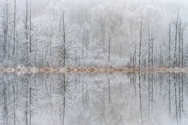 Winter landscape of the iced shoreline of Deep Lake after a freezing rain event with mirrored reflections in calm water, Yankee Springs State Park, Michigan, USA