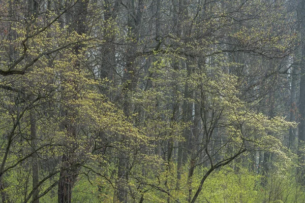 Spring Landscape Dogwood Trees Bloom Barry State Game Area Michigan — Stock Photo, Image