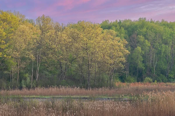 春の風景イーグル湖の沼の夜明け フォートカスター州立公園 ミシガン州 アメリカ — ストック写真