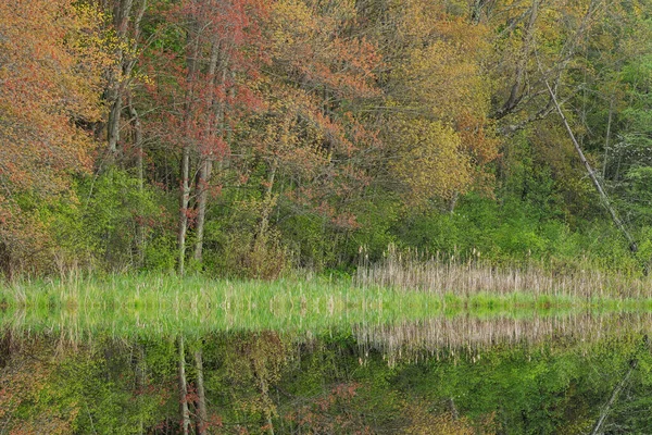 Wiosenny Krajobraz Lasu Klonów Odbiciami Odbitymi Spokojnej Wodzie Douglas Lake — Zdjęcie stockowe