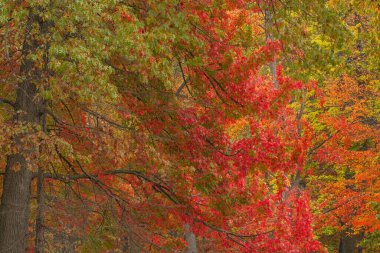 Ormanın sonbahar manzarası tepe rengi, Yankee Springs Eyalet Parkı, Michigan, ABD