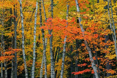 Akçaağaç ve kavak ağaçlı sonbahar manzarası, Hiawatha Ulusal Ormanı, Michigan 'ın Yukarı Yarımadası, Usa