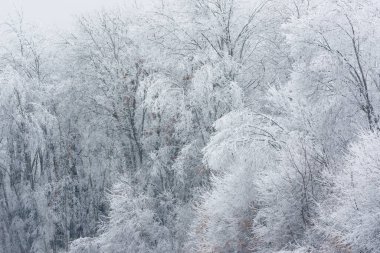 Dondurucu yağmurdan sonra, Michigan, ABD 'de buzlu ağaçlardan oluşan bir ormanın kış manzarası 