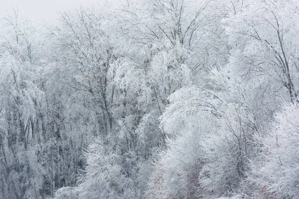 Winter landscape of a forest of iced trees after a freezing rain event, Michigan, USA