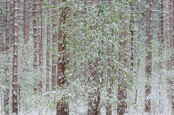 雪に囲まれた春の森の風景 ヤンキー スプリングス州立公園 ミシガン州 アメリカ ロイヤリティフリーのストック写真