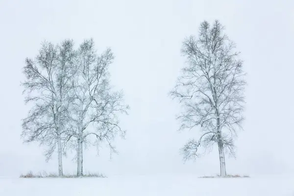 Winterlandschaft Aus Kahlen Schneebedeckten Bäumen Einer Ländlichen Landschaft Michigan Usa Stockbild