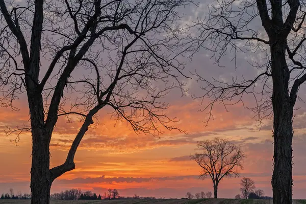Landscape Bare Trees Rural Landscape Silhouetted Colorful Dawn Sky Michigan — Stock Photo, Image