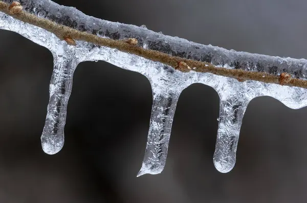 冬の凍結雨イベント中に形成された小枝上のつららの閉鎖 ロイヤリティフリーのストック画像