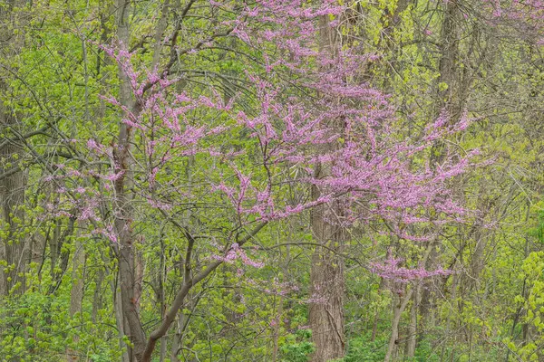 Ландшафт Весняного Лісу Червоним Будом Цвіті Річка Каламазу Штат Мічиган Стокове Зображення