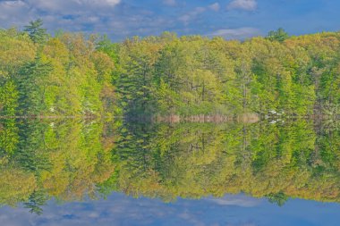 Spring landscape at sunrise of the shoreline of Hall Lake with dogwoods in bloom and with reflections in calm water, Yankee Springs State Park, Michigan, USA clipart
