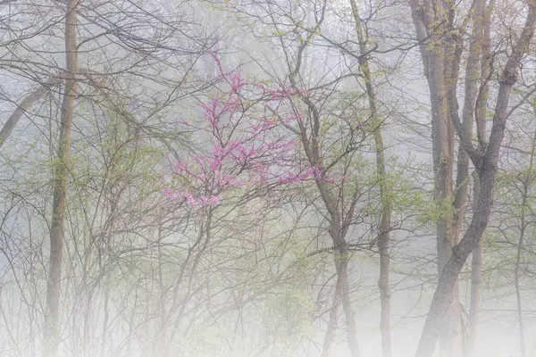 Пейзаж Весняного Лісу Тумані Редутом Розквіті Річки Каламазу Штат Форт Стокова Картинка