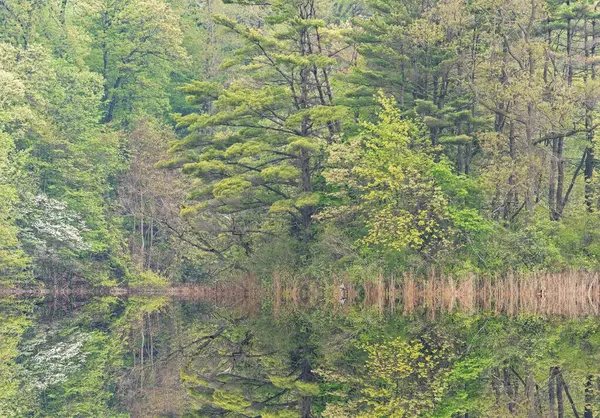 穏やかな水に映し出されたホール湖の海岸線の春景観と ジャンキースプリングス州立公園 ミシガン州 アメリカ合衆国 ロイヤリティフリーのストック写真