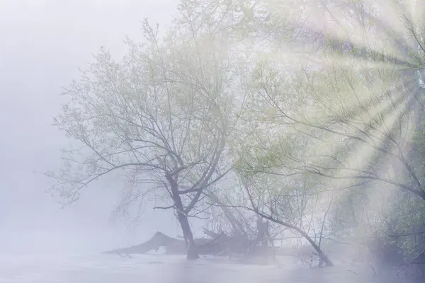 美国密歇根州卡斯特堡州立公园有阳光的卡拉马祖河日出时 多雾的春景 图库图片