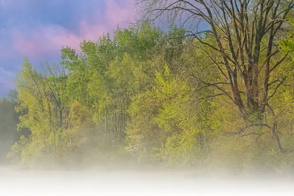 美国密歇根州卡斯特堡州立公园惠特福德湖海岸线黎明时分的多雾的春景 免版税图库图片