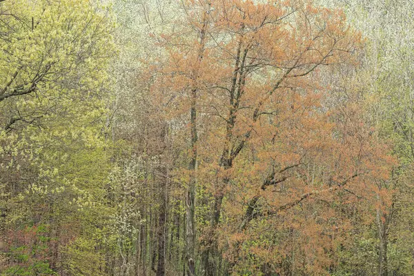Landskap Vårskog Med Lönn Blom Yankee Springs State Park Michigan Stockbild