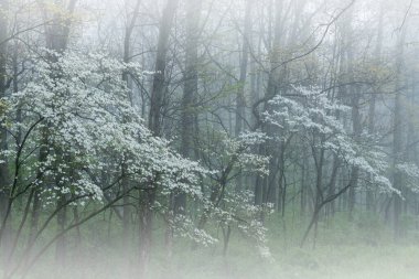 Foggy spring landscape of dogwood trees in bloom, Barry State Game Area, Michigan, USA clipart