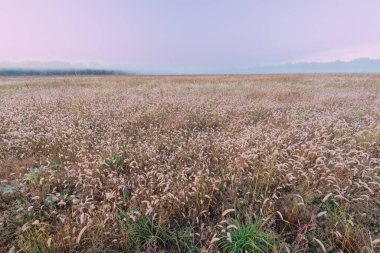 uzun otların prairie, fort custer state park, michigan, ABD doğarken manzara