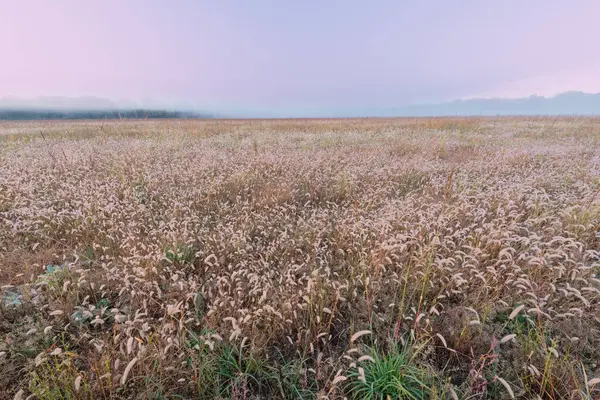 景观日出的高草草原 卡斯特堡州立公园 密歇根州 图库照片