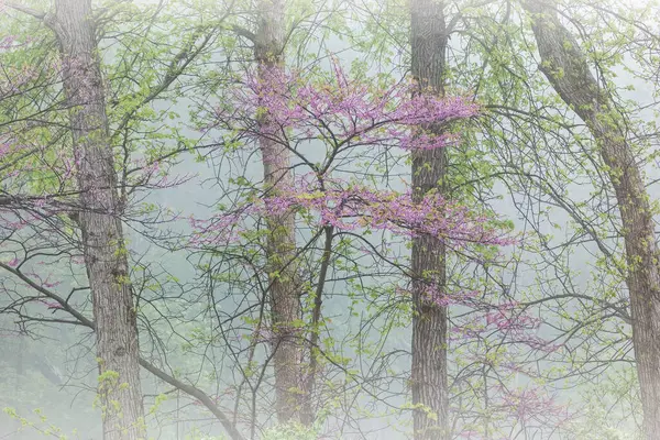 美国密歇根州卡拉马祖河 春天森林的景观 雾气弥漫 红芽盛开 免版税图库照片