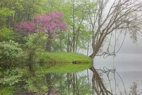 Landscape Spring Forest Fog Redbud Bloom Mirrored Reflections Calm Water Stock Picture