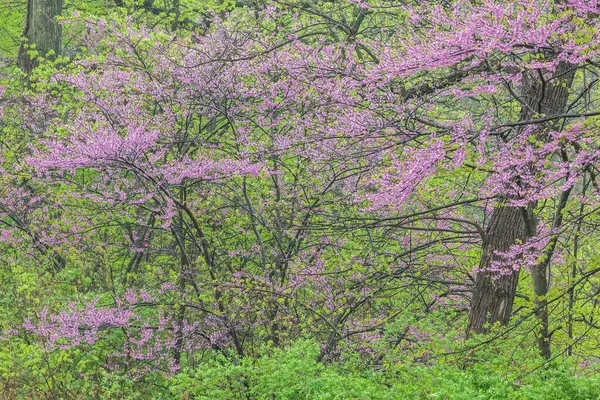 美国密歇根州卡拉马祖河 一个开着红花的春天森林的景观 图库照片