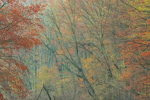 春天森林的风景与枫树盛开 多斯特湖 密歇根州 免版税图库照片