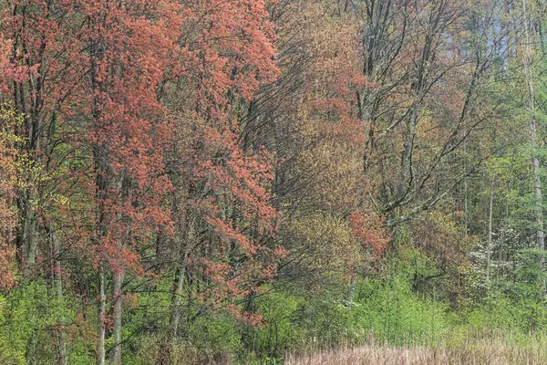 美国密歇根州道格拉斯湖畔有枫树的春季森林景观 图库图片