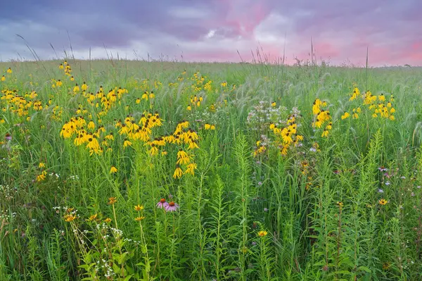 Лето Высокие Травянистые Полевые Цветы Желтыми Розовыми Хвойниками Дауне Штат Стоковое Изображение