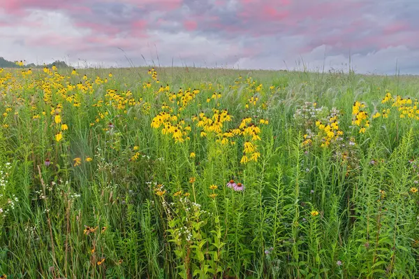 Lato Wysoka Trawa Preria Dzikich Kwiatów Żółtymi Różowymi Coneflowers Świcie Obrazek Stockowy