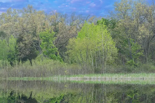 美国密歇根州扬基泉州立公园 深湖海岸线黎明时分的春景 平静的水中映照出了自己的倒影 图库照片