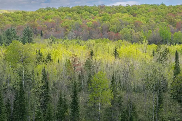 美国密歇根州上半岛的Hiawatha国家森林 林地的春天景观 免版税图库图片