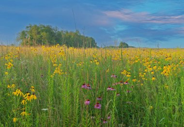 Uzun yaz çayırları ve kır çiçeği çayırları pembe ve sarı koni çiçekleri ile, Michigan, ABD
