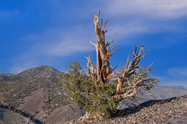 Gezegenimizin en eski canlı organizması olan Beyaz Dağlar, Kaliforniya, Usa 'nın Bristlecone Çamı' nın (Pinus longaeva) manzarası