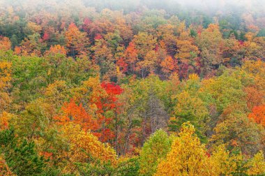 Doğu Foothills Parkway 'den hafif sisli sonbahar manzarası, Great Smoky Mountains Ulusal Parkı, Tennessee, ABD