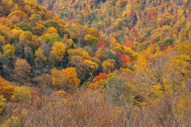 Blue Ridge Parkway, Kuzey Carolina, ABD 'den sonbahar orman manzarası