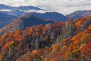 Deep Creek Overlook 'dan sonbahar orman manzarası, Great Smoky Dağları Ulusal Parkı, Kuzey Carolina, ABD