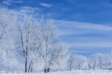 Kış, gün doğumunda Michigan, ABD kırsal kesiminde donmuş ağaçlar.