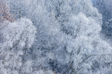 Kış mevsiminde, Eğri Göl, Michigan, Usa kıyısındaki ağaçları kaplayan kışın manzarası