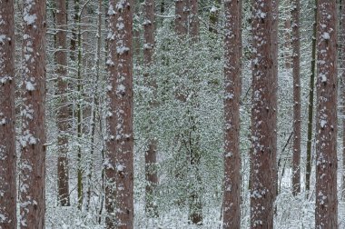 İlkbahar kar manzaralı kızıl çam ormanı, Yankee Springs Eyalet Parkı, Michigan, ABD