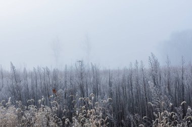 Donmuş, sonbahar, sis içindeki uzun çayır manzarası, Fort Custer State Park, Michigan, ABD