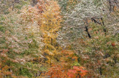Autumn landscape of trees flocked with snow, Yankee Springs State Park, Michigan, USA