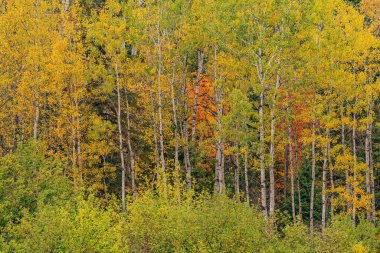Aspenli sonbahar ormanı, Ottawa Ulusal Ormanı, Michigan 'ın Yukarı Yarımadası, ABD